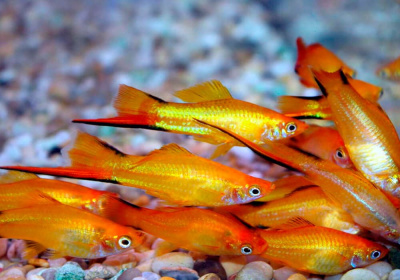 Меченосец Комета Золотая